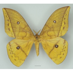 /filer/webapps/moths/media/images/D/discrepans_Pseudantheraea_AM_Basquina.jpg
