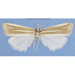 /filer/webapps/moths/media/images/B/bernardlandryi_Afroromieuxia_PTF_MHNG.jpg