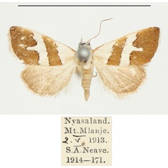 /filer/webapps/moths/media/images/A/alexi_Eublemma_A_BMNH.jpg