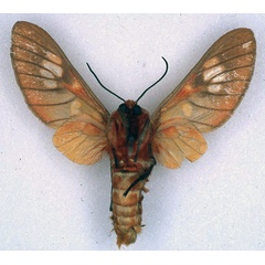 /filer/webapps/moths/media/images/E/erubescens_Balacra_ST_BMNH_02.jpg