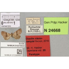 /filer/webapps/moths/media/images/S/stenocampta_Ozarba_PTF_BMNH_02a.jpg