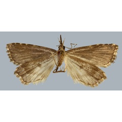 /filer/webapps/moths/media/images/M/mabillealis_Madopa_HT_MNHNb.jpg