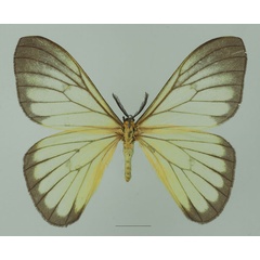 /filer/webapps/moths/media/images/S/simplex_Pseudaphelia_AM_Basquina.jpg