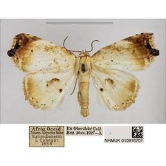 /filer/webapps/moths/media/images/A/argyrophora_Lophocryptis_AM_NHMUK.jpg