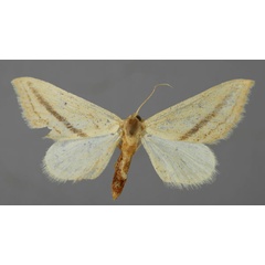 /filer/webapps/moths/media/images/P/philaearia_Pseudosterrha_A_ZSM_01.jpg