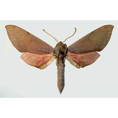 /filer/webapps/moths/media/images/P/punctum_Phylloxiphia_AM_Basquin.jpg