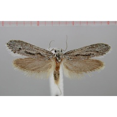 /filer/webapps/moths/media/images/R/richtersveldicola_Picronarycia_HT_TMSA.jpg