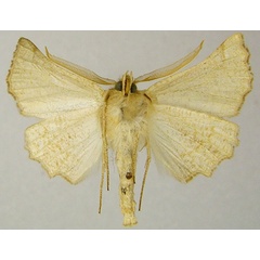 /filer/webapps/moths/media/images/E/ennomaria_Drepanogynis_AM_ZSMb.jpg