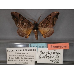 /filer/webapps/moths/media/images/A/anthracina_Gongropteryx_PT_RMCA_01.jpg