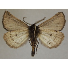 /filer/webapps/moths/media/images/P/protecta_Odontopera_PTM_ZSMb.jpg