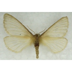 /filer/webapps/moths/media/images/D/degenera_Paraphyllalia_AF_Stroehle.jpg