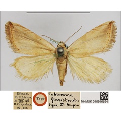 /filer/webapps/moths/media/images/F/flavistriata_Eublemma_HT_BMNH.jpg