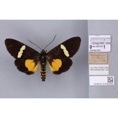 /filer/webapps/moths/media/images/L/lutescens_Rothia_STM_BMNH_02a.jpg