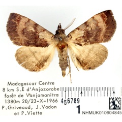 /filer/webapps/moths/media/images/L/lolo_Thausgea_AM_BMNH.jpg