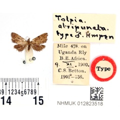 /filer/webapps/moths/media/images/A/atripuncta_Tolpia_HT_BMNH.jpg
