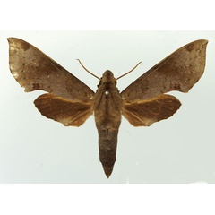 /filer/webapps/moths/media/images/L/livida_Temnora_AM_Basquin_02.jpg