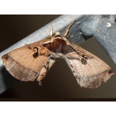 /filer/webapps/moths/media/images/C/comma_Spiramiopsis_Grobler_01.jpg