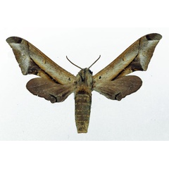 /filer/webapps/moths/media/images/R/rhadamistus_Oplerclanis_AF_Basquin.jpg