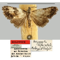 /filer/webapps/moths/media/images/B/bifuscatalis_Meganola_HT_MNHN.jpg