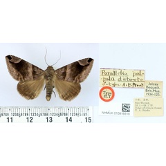 /filer/webapps/moths/media/images/D/distincta_Parallelia_HT_BMNH.jpg