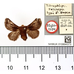 /filer/webapps/moths/media/images/R/ruficeps_Tetraphleps_HT_BMNH.jpg
