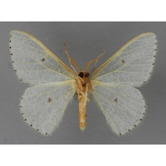 /filer/webapps/moths/media/images/H/hiaraka_Prasinocyma_A_ZSM_02.jpg
