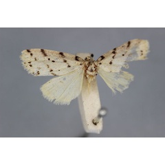 /filer/webapps/moths/media/images/A/africana_Eugoa_HT_BMNH.jpg