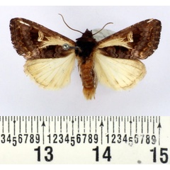 /filer/webapps/moths/media/images/B/biarcuata_Aspidifrontia_AM_BMNH.jpg