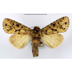 /filer/webapps/moths/media/images/P/punctata_Nyodes_AM_BMNH_01.jpg