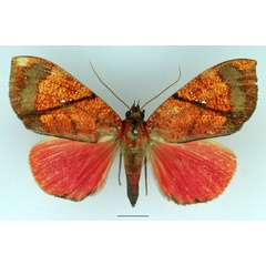 /filer/webapps/moths/media/images/P/phaeosoma_Miniodes_AF_Basquin_01.jpg
