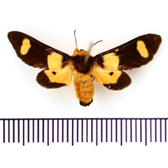 /filer/webapps/moths/media/images/P/picta_Casphalia_AM_BMNH.jpg