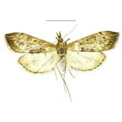 /filer/webapps/moths/media/images/R/ruwenzoriensis_Afreuclasta_PTF_ABSRC.jpg