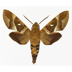 /filer/webapps/moths/media/images/A/argentifera_Nephele_AM_Basquina.jpg