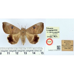 /filer/webapps/moths/media/images/R/renimacula_Achaea_HT_BMNH.jpg