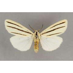 /filer/webapps/moths/media/images/T/trivitta_Estigmene_AF_BMNH.jpg