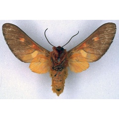 /filer/webapps/moths/media/images/I/intermedia_Balacra_HT_BMNH_02.jpg