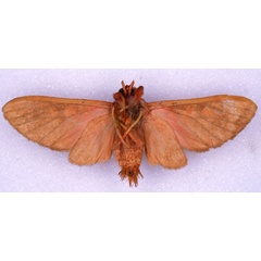 /filer/webapps/moths/media/images/P/pareclecta_Rhipidarctia_HT_CMP_02.jpg