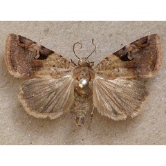 /filer/webapps/moths/media/images/M/megalena_Eustrotia_A_Butler.jpg