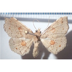 /filer/webapps/moths/media/images/O/ochreoplaga_Claterna_AF_Bippus.jpg