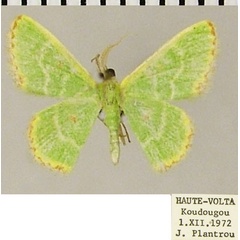 /filer/webapps/moths/media/images/B/beatificata_Eucrostes_AM_ZSM.jpg