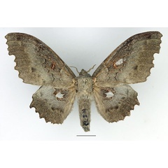 /filer/webapps/moths/media/images/G/gerstaeckeri_Mimopacha_AF_Basquin_02.jpg