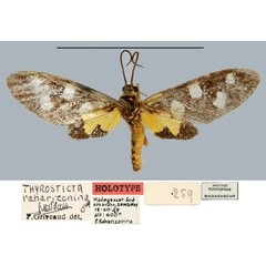 /filer/webapps/moths/media/images/R/raharizonina_Thyrosticta_HT_MNHN.jpg