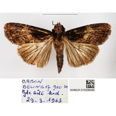 /filer/webapps/moths/media/images/G/gabonensis_Stenopterygia_AM_BMNH_02.jpg