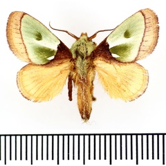 /filer/webapps/moths/media/images/R/reginula_Parasa_AM_BMNH.jpg