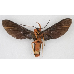/filer/webapps/moths/media/images/C/croceipes_Melisa_ST_SNHM_02.jpg