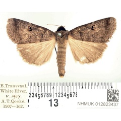 /filer/webapps/moths/media/images/S/salax_Lygephila_AM_BMNH.jpg