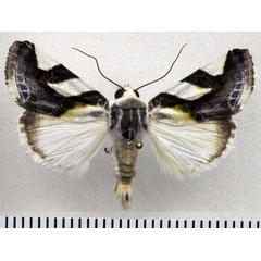 /filer/webapps/moths/media/images/T/trimaculata_Acontia_AM_Fiebig.jpg