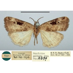 /filer/webapps/moths/media/images/B/brunneaplaga_Xanthograpta_HT_BMNH.jpg