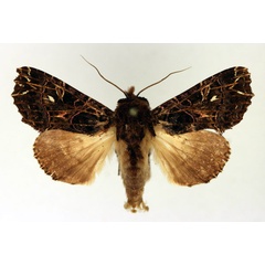 /filer/webapps/moths/media/images/P/pauliani_Callopistria_AM_Aulombard.jpg