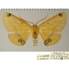 /filer/webapps/moths/media/images/T/tornimacula_Drepanogynis_AM_ZSMa.jpg